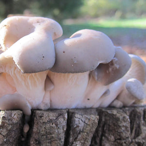 Oyster Mushroom Plug Spawn - (Pleurotus spp.)