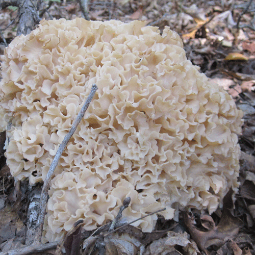Cauliflower Mushroom Plug Spawn - (Sparassis crispa)