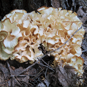 Cauliflower Mushroom - (Sparassis americana) Sawdust Spawn - 5lb