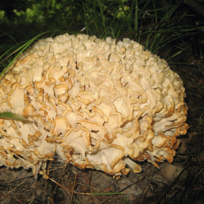 Cauliflower Mushroom Plug Spawn - (Sparassis crispa)