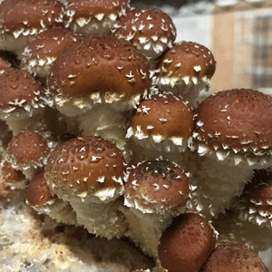 Chestnut Fungi Plug Spawn (Pholiota adiposa)