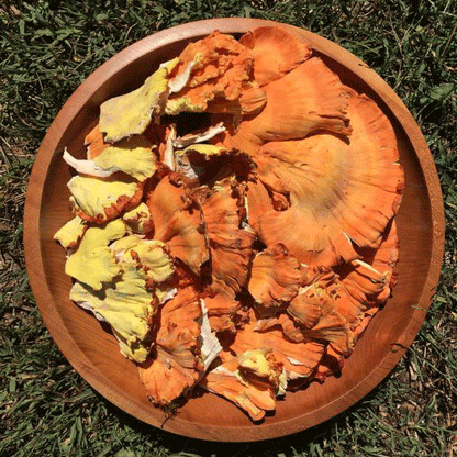 Chicken of the Woods - (Laetiporus spp.) Sawdust Spawn - 5lb