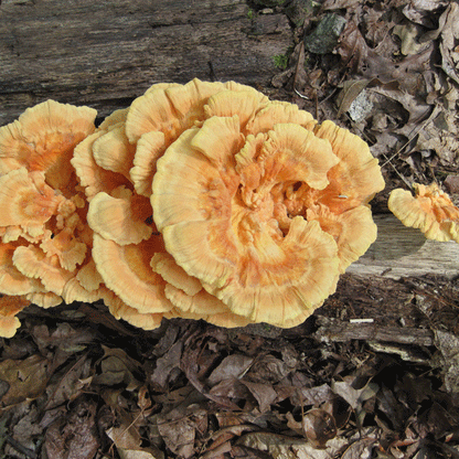 Chicken of the Woods - (Laetiporus spp.) Sawdust Spawn - 5lb