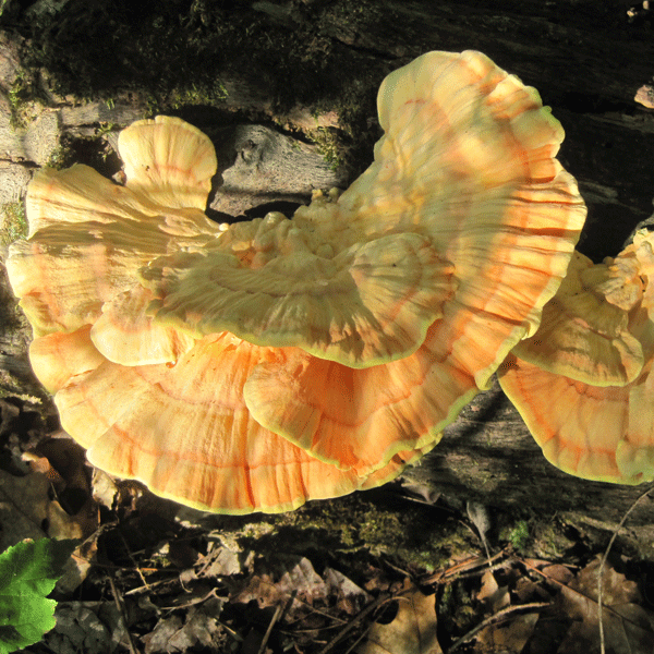 Chicken of the Woods - (Laetiporus spp.) Sawdust Spawn - 5lb