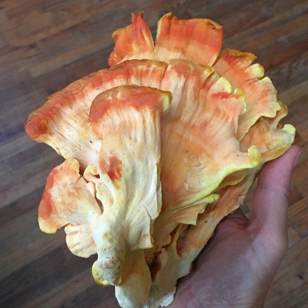 Chicken of the Woods - (Laetiporus spp.) Sawdust Spawn - 5lb
