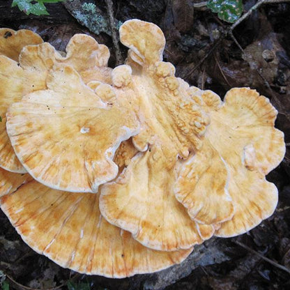 Chicken of the Woods - (Laetiporus spp.) Sawdust Spawn - 5lb