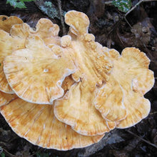 Load image into Gallery viewer, Chicken of the Woods - (Laetiporus spp.) Sawdust Spawn - 5lb