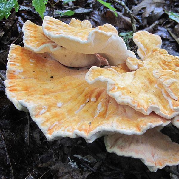 Chicken of the Woods - (Laetiporus spp.) Sawdust Spawn - 5lb