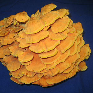 Chicken of the Woods - (Laetiporus spp.) Sawdust Spawn - 5lb
