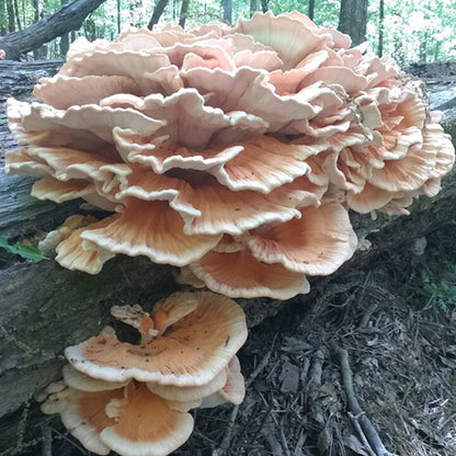 Chicken of the Woods - (Laetiporus spp.) Sawdust Spawn - 5lb