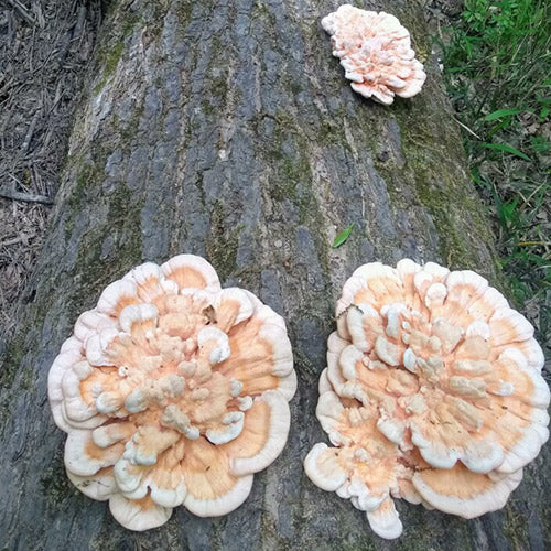 Chicken of the Woods - (Laetiporus spp.) Sawdust Spawn - 5lb