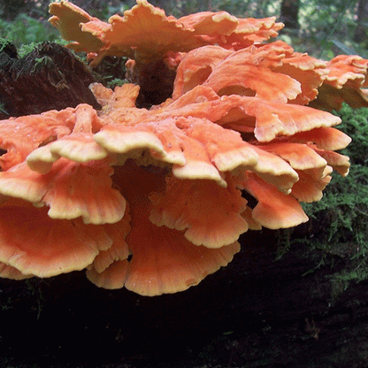 Chicken of the Woods - (Laetiporus spp.) Sawdust Spawn - 5lb