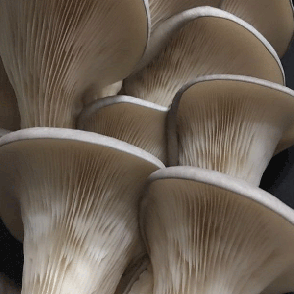 DRIED OYSTER MUSHROOMS