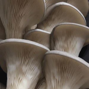 Fall Mushroom Cultivation Workshop - SEPT 9, 2023