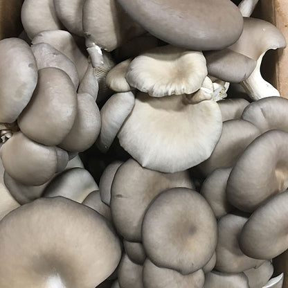 Oyster Mushroom Plug Spawn - (Pleurotus spp.)