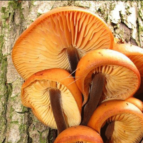 Enoki "Velvet Foot" Plug Spawn- (Flammulina velutipes)