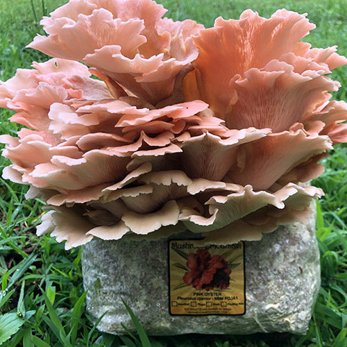 Oyster Mushroom Sawdust Spawn  - (Pleurotus spp.) - 5lb