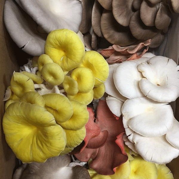 DRIED OYSTER MUSHROOMS