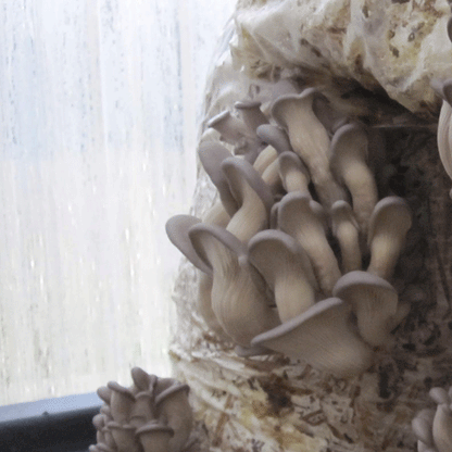 DRIED OYSTER MUSHROOMS