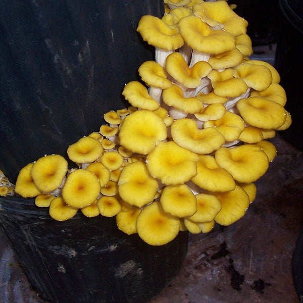 Oyster Mushroom Plug Spawn - (Pleurotus spp.)