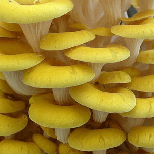 DRIED OYSTER MUSHROOMS