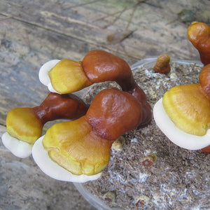 Reishi Mushroom Plugs - (Ganoderma spp.)