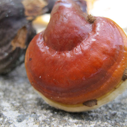 Reishi Mushroom Plugs - (Ganoderma spp.)