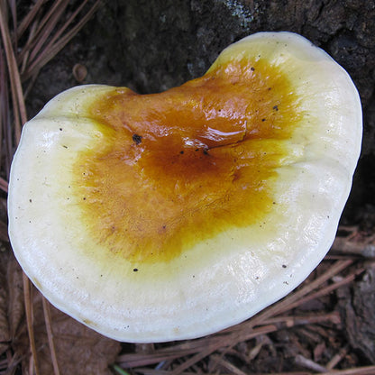 Reishi Mushroom Plugs - (Ganoderma spp.)