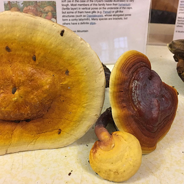 Reishi Mushroom Plugs - (Ganoderma spp.)