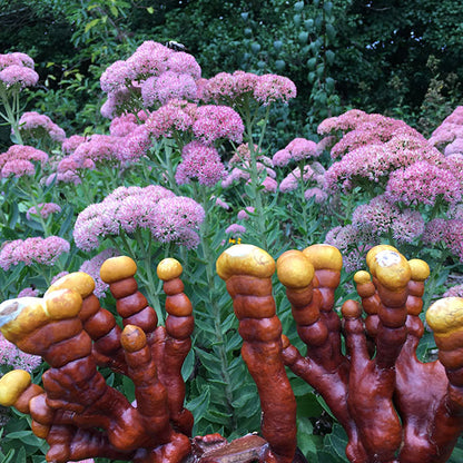 Reishi Mushroom Plugs - (Ganoderma spp.)