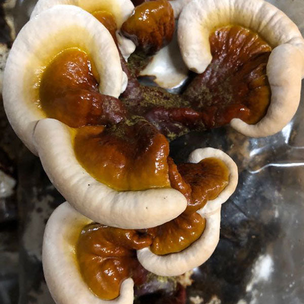 Reishi Sawdust Spawn - (Ganoderma spp.) - 5lb