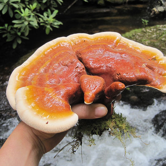 Reishi Mushroom Plugs - (Ganoderma spp.)