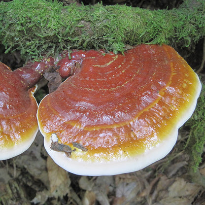 Reishi Mushroom Plugs - (Ganoderma spp.)