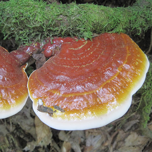 Reishi Sawdust Spawn - (Ganoderma spp.) - 5lb