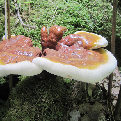 Reishi Mushroom Plugs - (Ganoderma spp.)