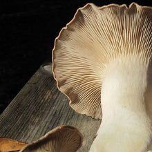 Load image into Gallery viewer, Oyster Mushroom Sawdust Spawn  - (Pleurotus spp.) - 5lb