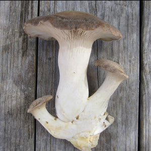 Oyster Mushroom Sawdust Spawn  - (Pleurotus spp.) - 5lb