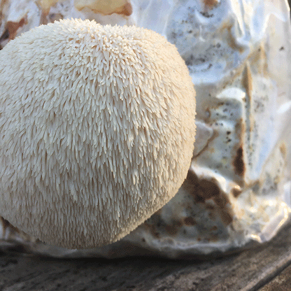 Lion's Mane Mushroom Fruiting Kit