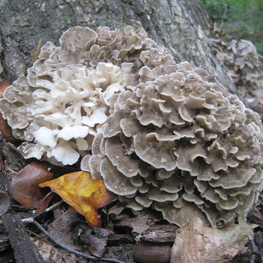 Maitake, Hen of the Woods - (Grifola frondosa) Sawdust Spawn - 5lb