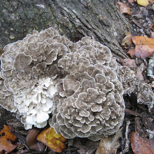 Maitake, Hen of the Woods - (Grifola frondosa) Sawdust Spawn - 5lb