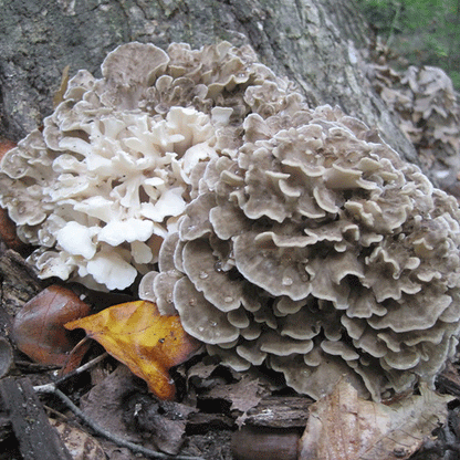 DRIED MAITAKE MUSHROOMS