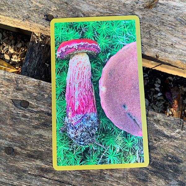 MycoCards