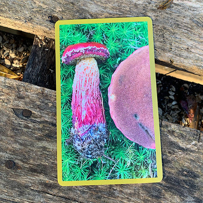 MycoCards