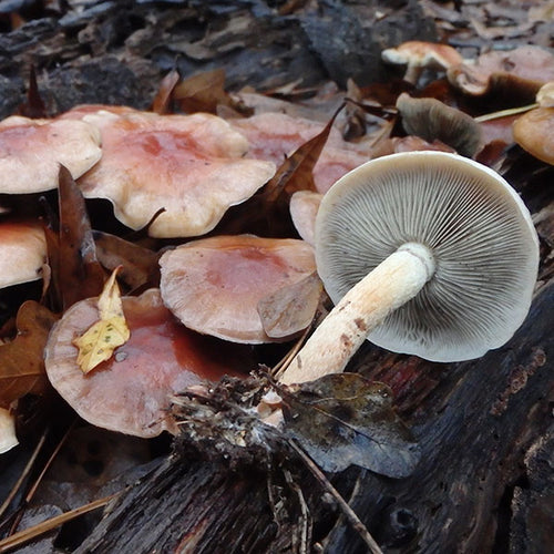 Nameko Mushroom Plugs - (Pholiota Nameko)