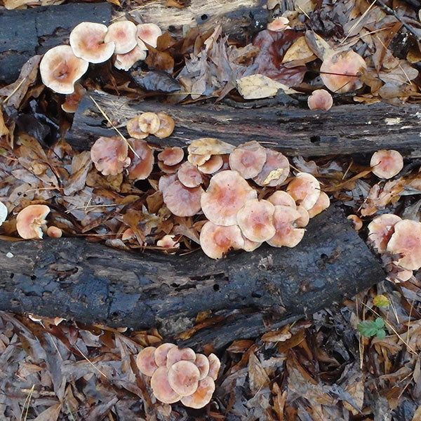 Nameko Mushroom Plugs - (Pholiota Nameko)