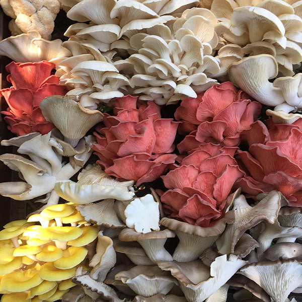 Oyster Mushroom Plug Spawn - (Pleurotus spp.)