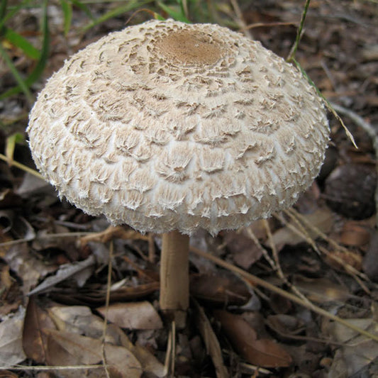 Parasol - (Amerilepiota procera) - 5lb