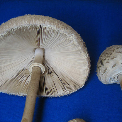 Parasol - (Amerilepiota procera) - 5lb