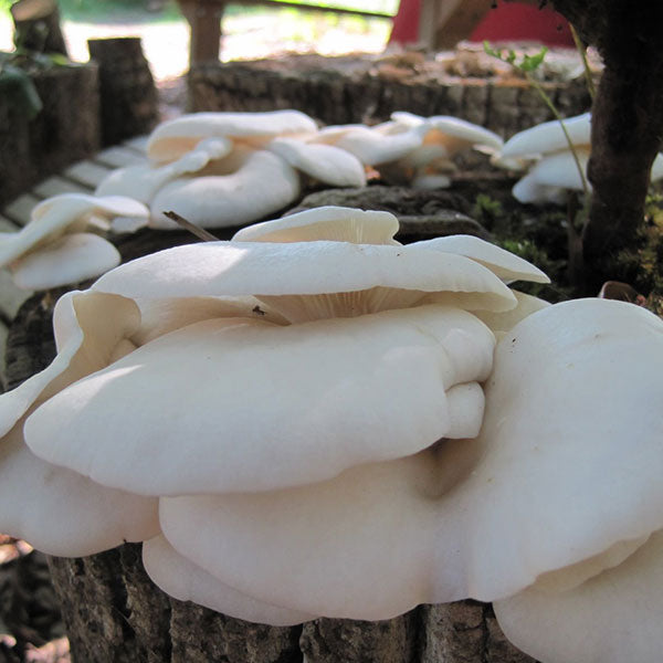 Oyster Mushroom Sawdust Spawn  - (Pleurotus spp.) - 5lb