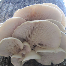 Load image into Gallery viewer, Oyster Mushroom Plug Spawn - (Pleurotus spp.)